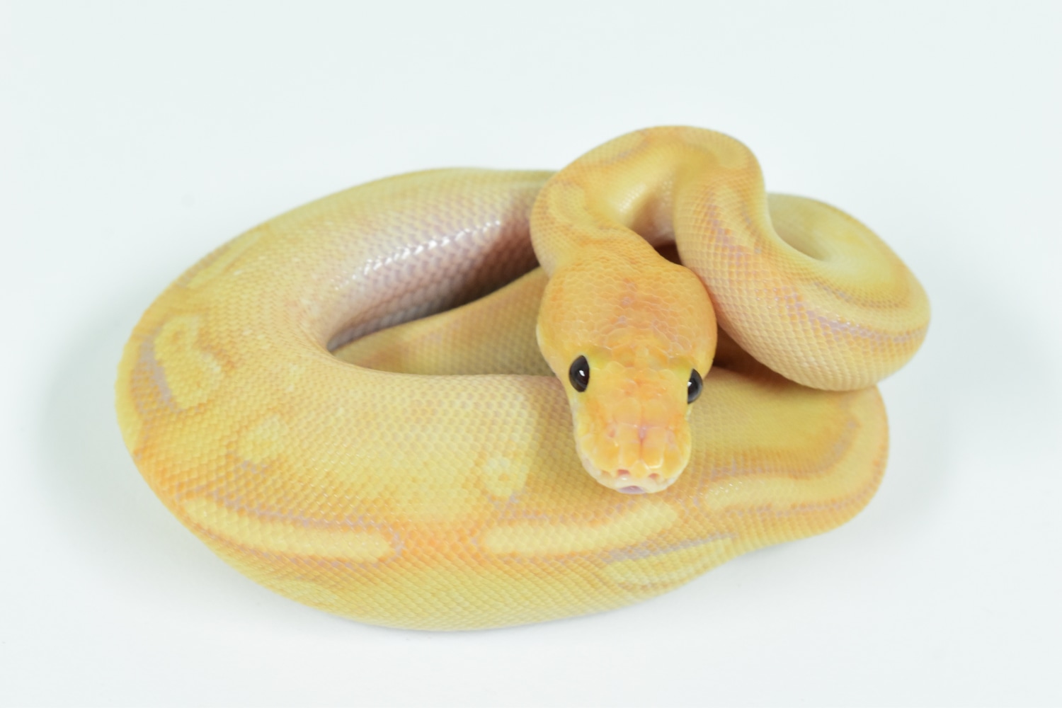 SALE! Banana Champagne Ball Python by Oregon Serpents MorphMarket