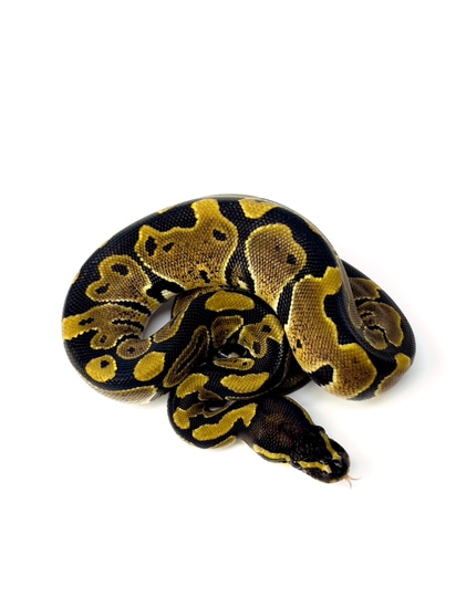 Normal Ball Python by Miggy’s Morphs