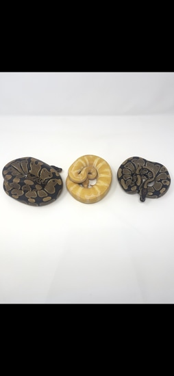 Holy Grail Trio! *No Reserve* Ball Python by Miggy’s Morphs