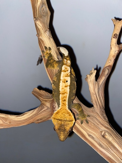 Female Extreme Harlequin Crested Gecko by MightyMorphinCrestedGeckos