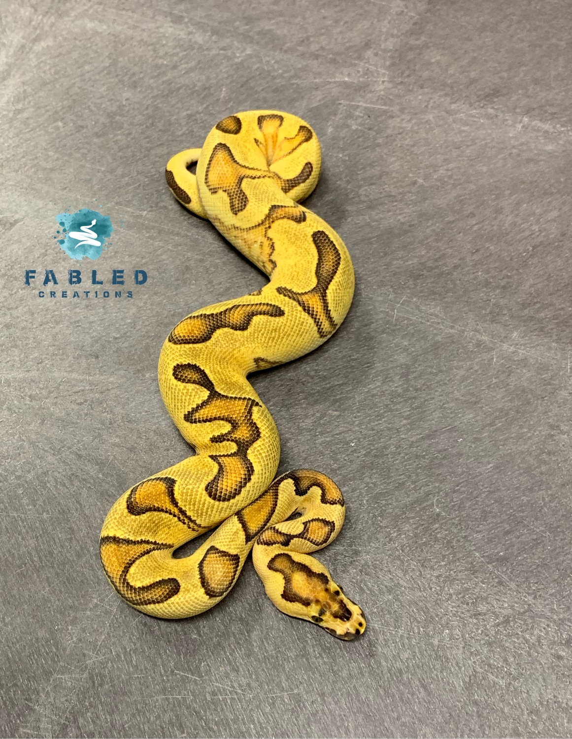 OD Calico Fire Enchi Clown Ball Python by Fabled Creations - MorphMarket