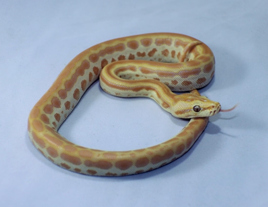 Pearl 66% Het Green Burmese Python by Carty's Constrictors