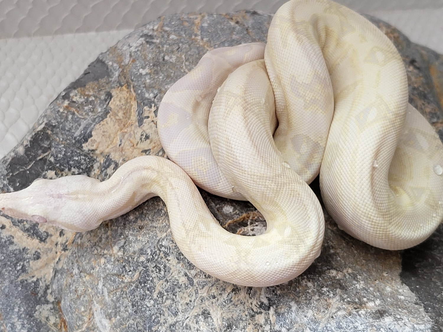 Snow Boa Constrictor by Rocky Mountain Constrictors MorphMarket