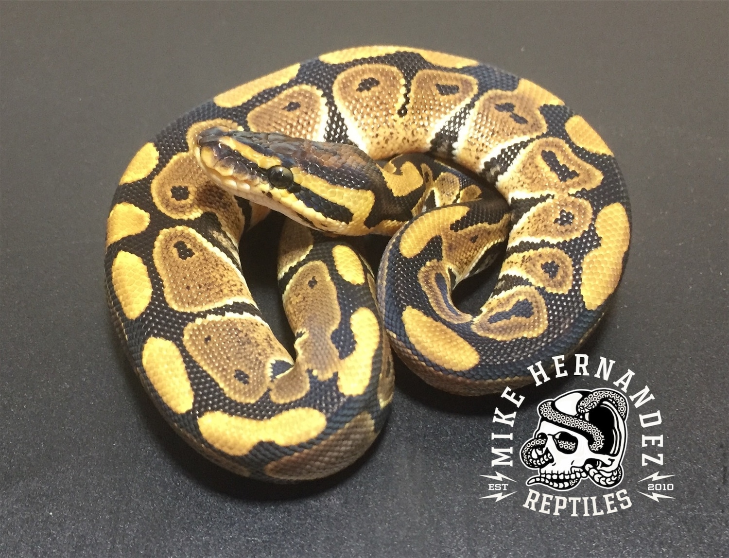 2020 Male 100% DH VPI Axanthic Clown Ball Python by Mike Hernandez ...