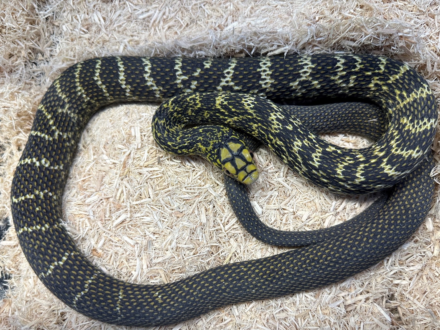 King Rat Snake Other Rat Snake by Amazon Reptile Center, Inc. - MorphMarket