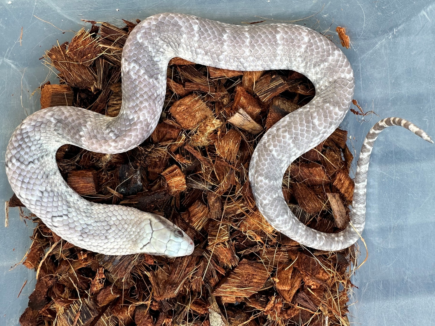 Lavender False Water Cobra More Colubrid by Amazon Reptile Center, Inc