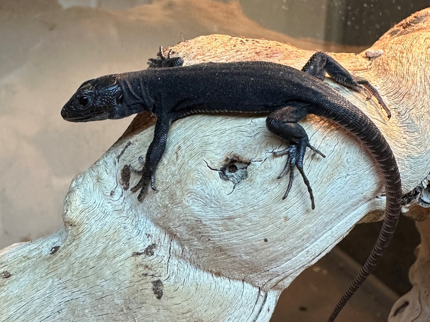Melanistic Jeweled Lacertas More Lizard by Amazon Reptile Center, Inc