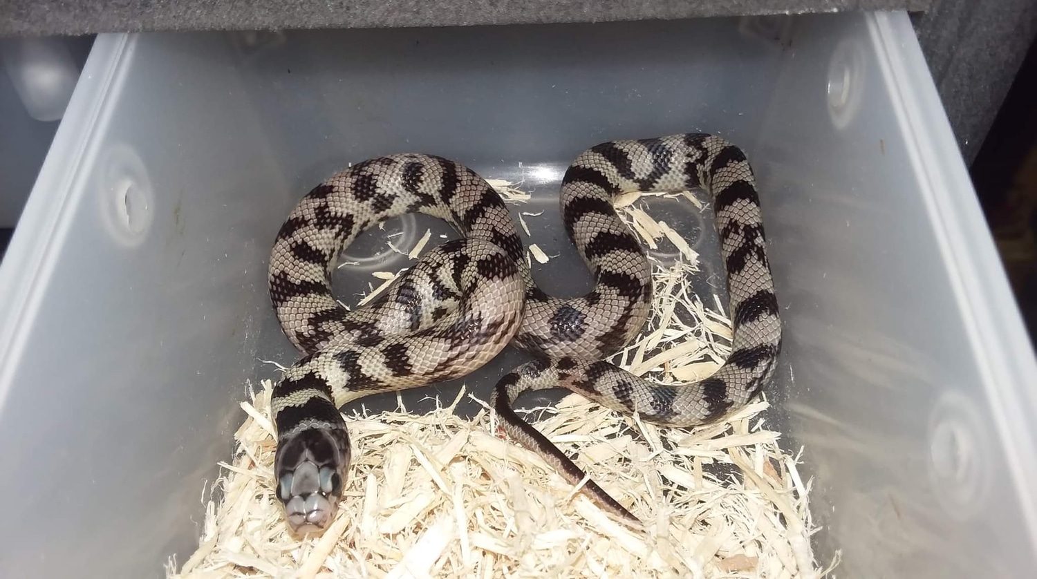 Light Ghost California Kingsnake by Fedzen Reptiles MorphMarket