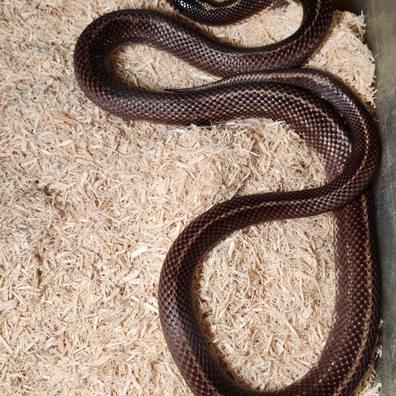 Kingsnakes For Sale - MorphMarket US & Canada