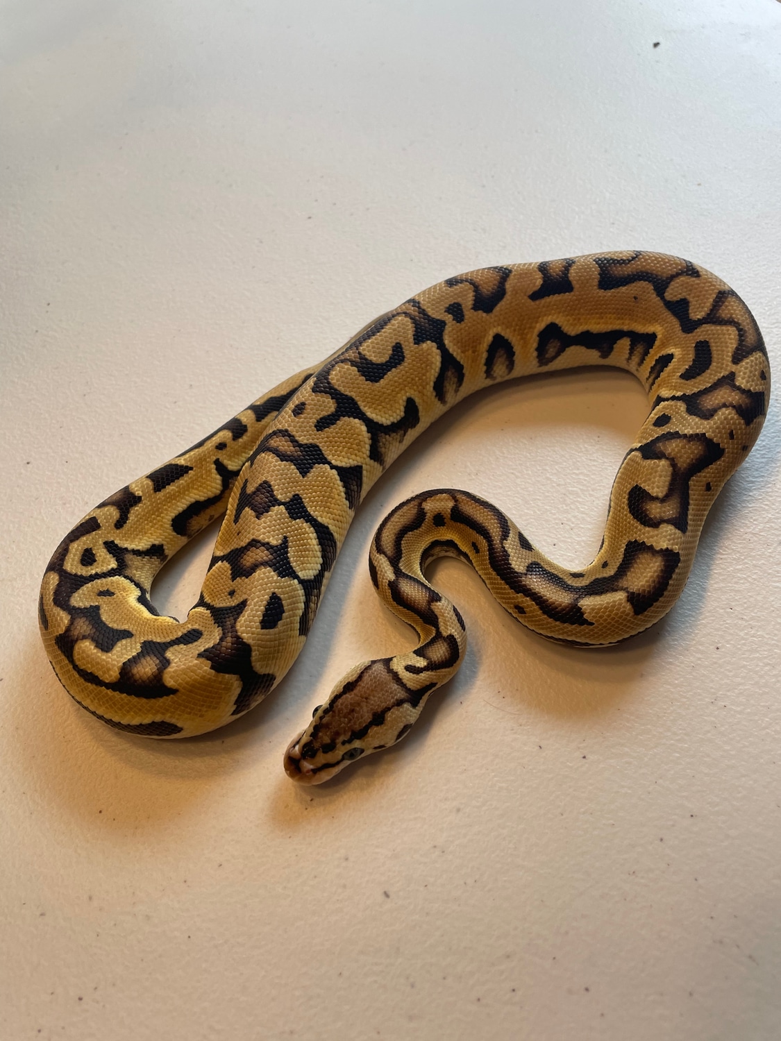 Pastel Puzzle Ball Python by SerpentSplice MorphMarket