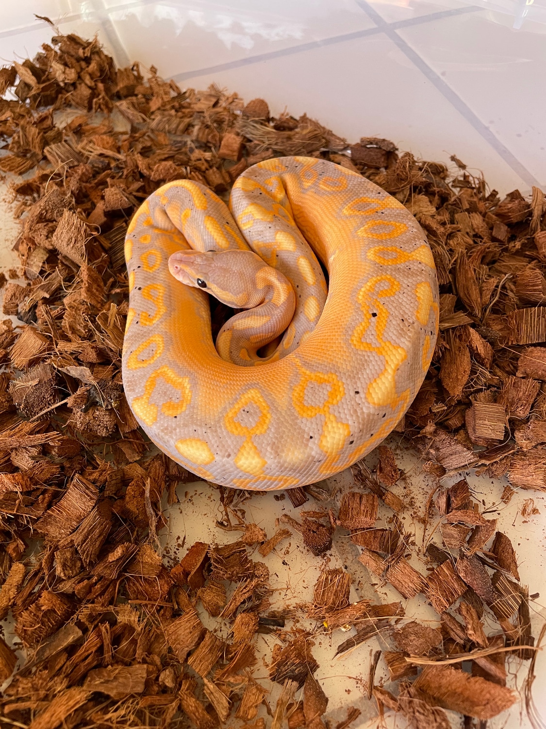 Black Pastel Yellowbelly Coral Glow Redstripe Wookie Het Clown Ball ...