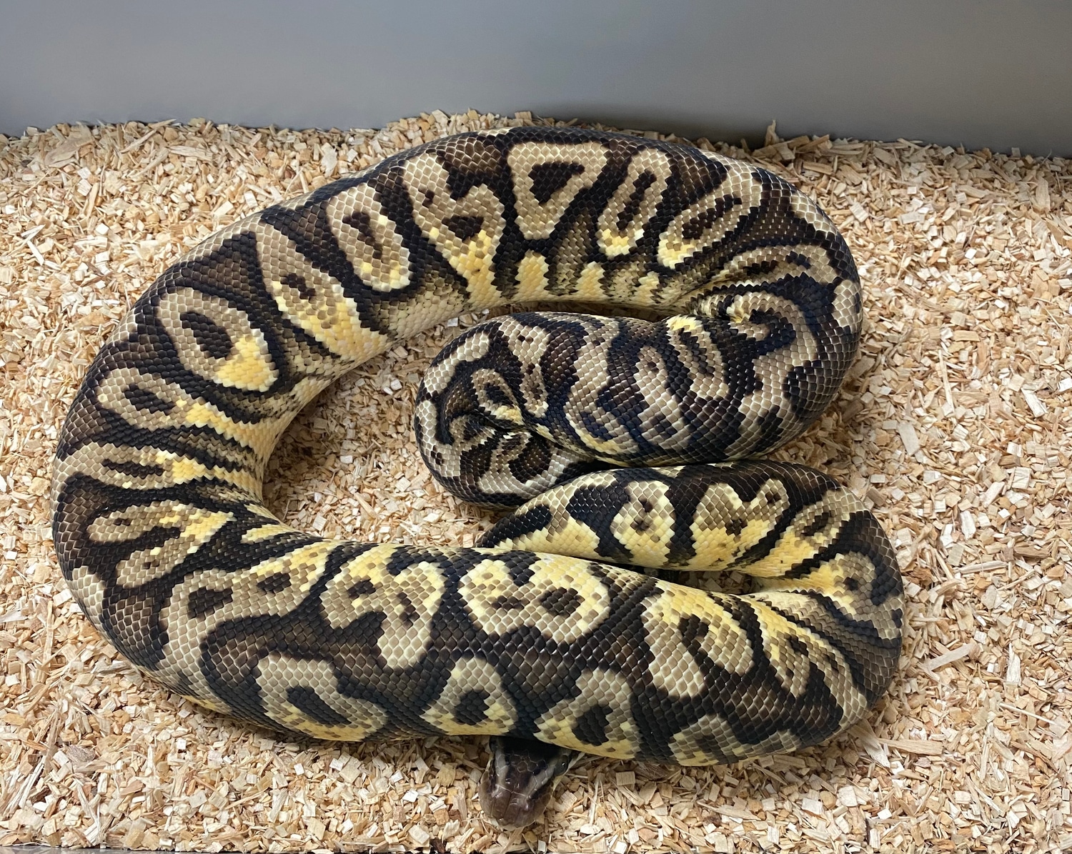royal python or ball python python regius Images... Pastel Hidden Gene Woma Specter Ball Python by Mountain State Feeder ...