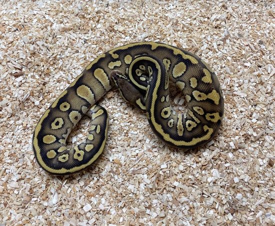 Acid Pastel Lesser Ball Python by Mountain State Feeder Breeders