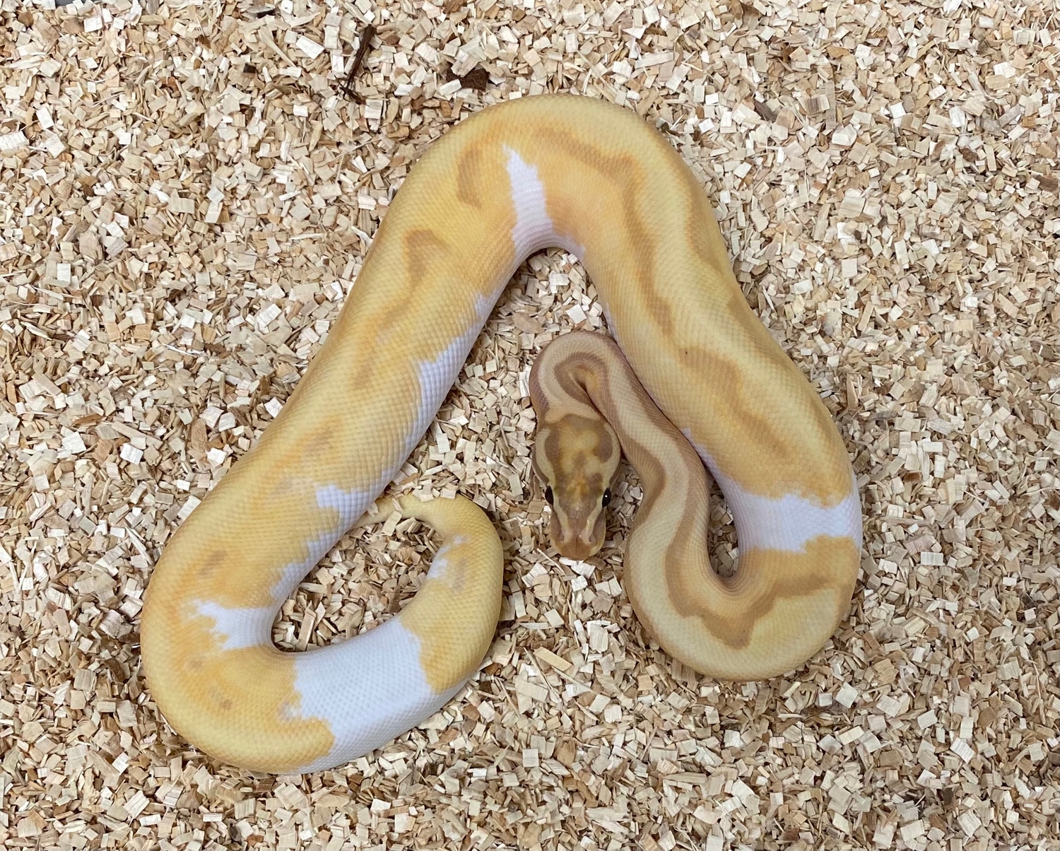 Banana Enchi Pied Ball Python by Mountain State Feeder Breeders MorphMarket