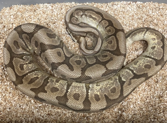 Picture of Mojave Spider Ball Python by Mountain State Feeder Breeders