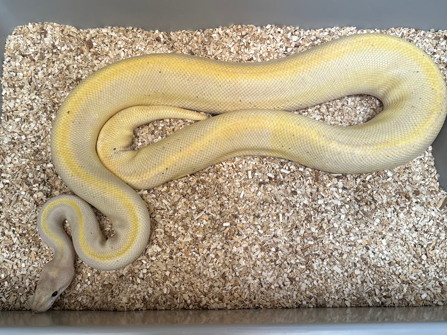 Banana Cinnamon Champagne Ball Python by Mountain State Feeder Breeders ...