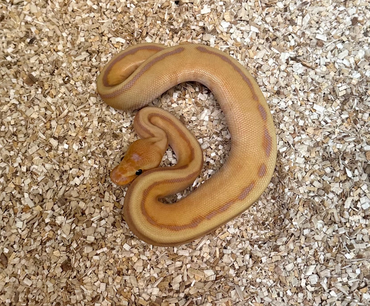Banana Stripe Pos. Redstripe Ball Python by Mountain State