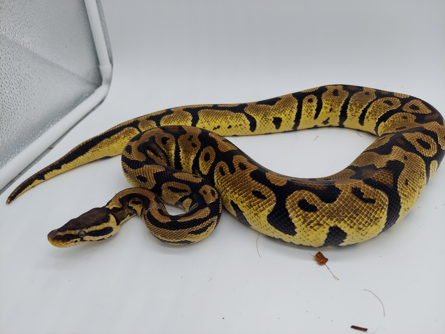 Pastel Pos Het Candy Ball Python by Mountain State Feeder Breeders ...
