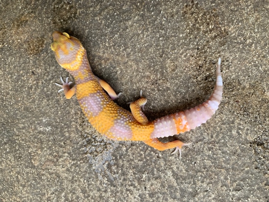 Sunglow Tremper Tsf Leopard Gecko by Miami Art Geckos