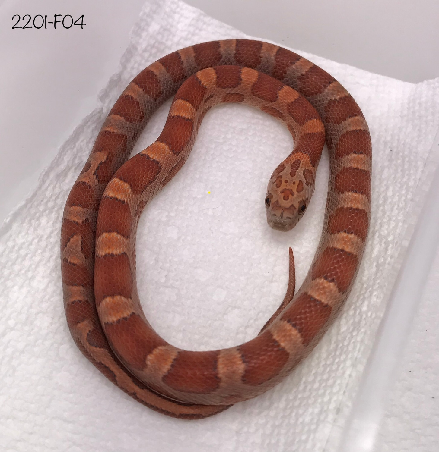 Motley Sunkissed 100% Het Anerythristic 100% Het Hypo 50% Het ...