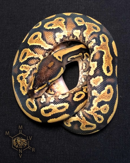 Special Yellow Belly 100% Het Piebald Poss GeneX Ball Python by Mike ...