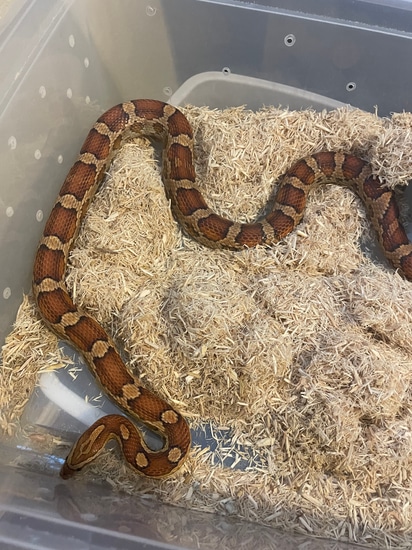 2020 Adult Het For Scaleless Corn Snake by Bougie Herps