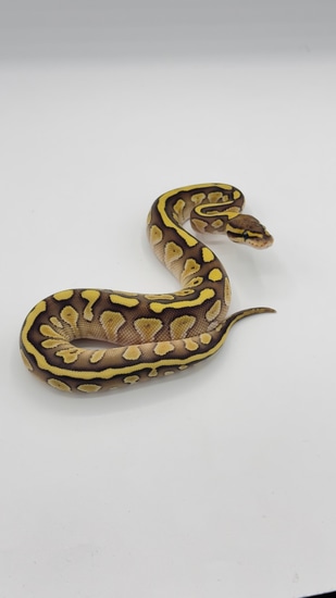 Lesser Fire 🔥 Ball Python by MIRZOO