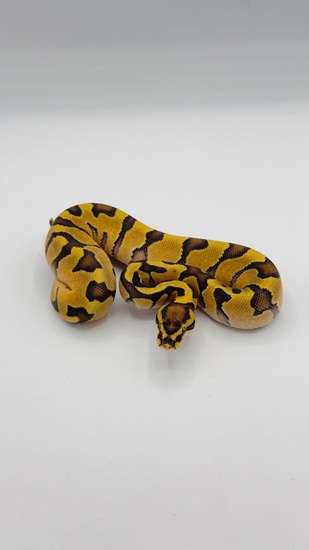 Fire Lesser Ball Python by MIRZOO