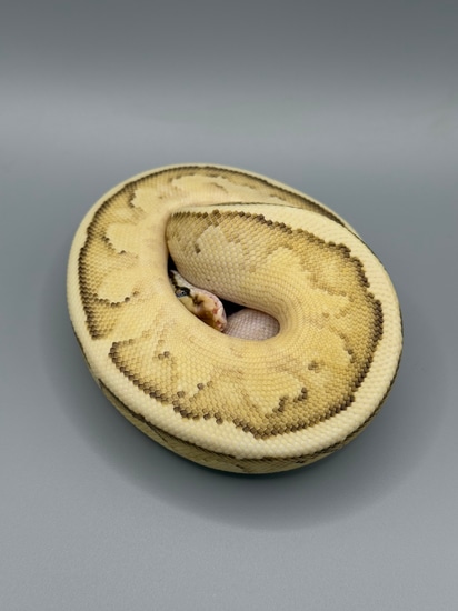Specter Lesser Ball Python by MIRZOO