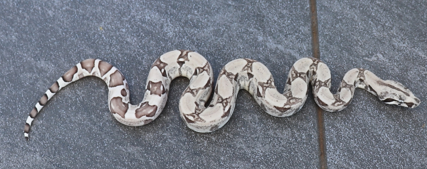 Kubsch Red Pastel Ghost Het Snow Boa Constrictor by Mike Roberts