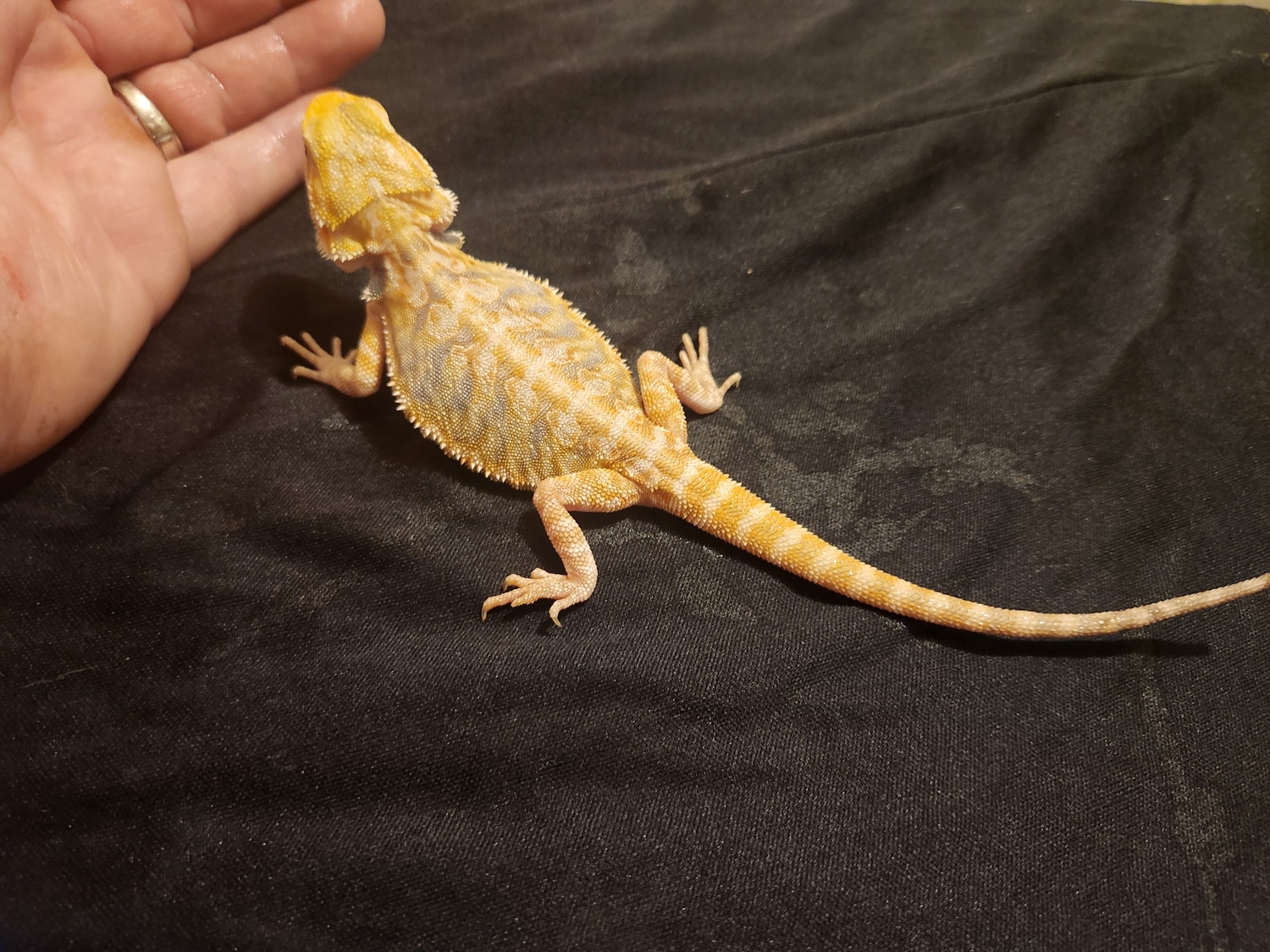Hypo Citrus Leatherback Tiger Blue Bar Het Trans Poss Het Zero 190
