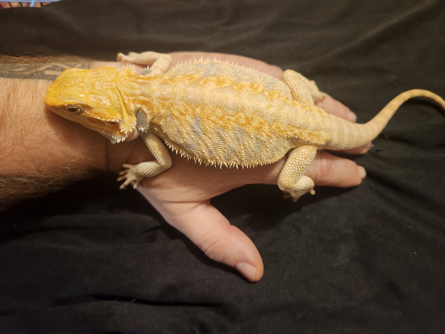 Orange Hypo Leatherback Tiger Blue Bar Het Trans Het Zero 175 SHIPPED