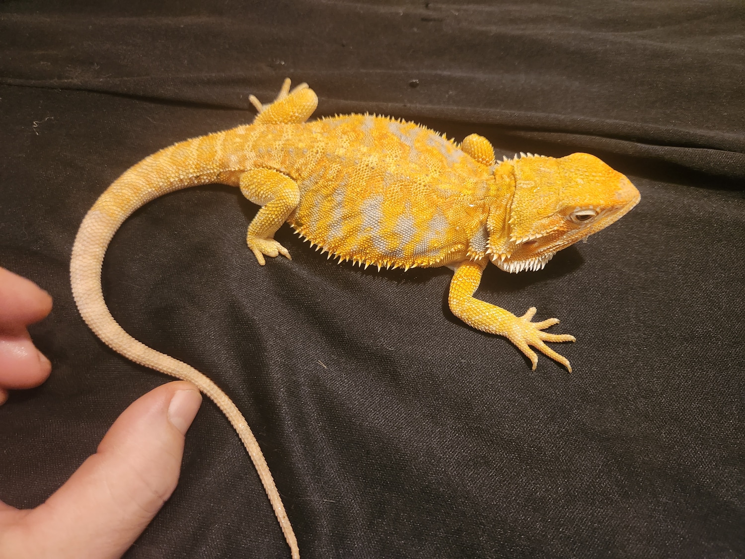 Orange Hypo Leatherback Tiger Blue Bar Het Trans Het Zero Central