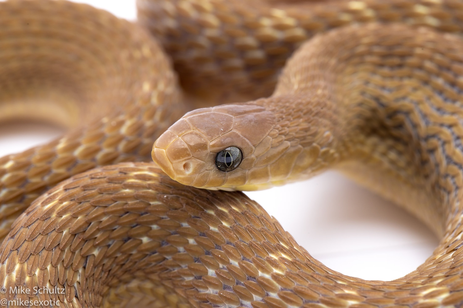 African Egg Eating Snake More Colubrid by Mike's Exotics - MorphMarket