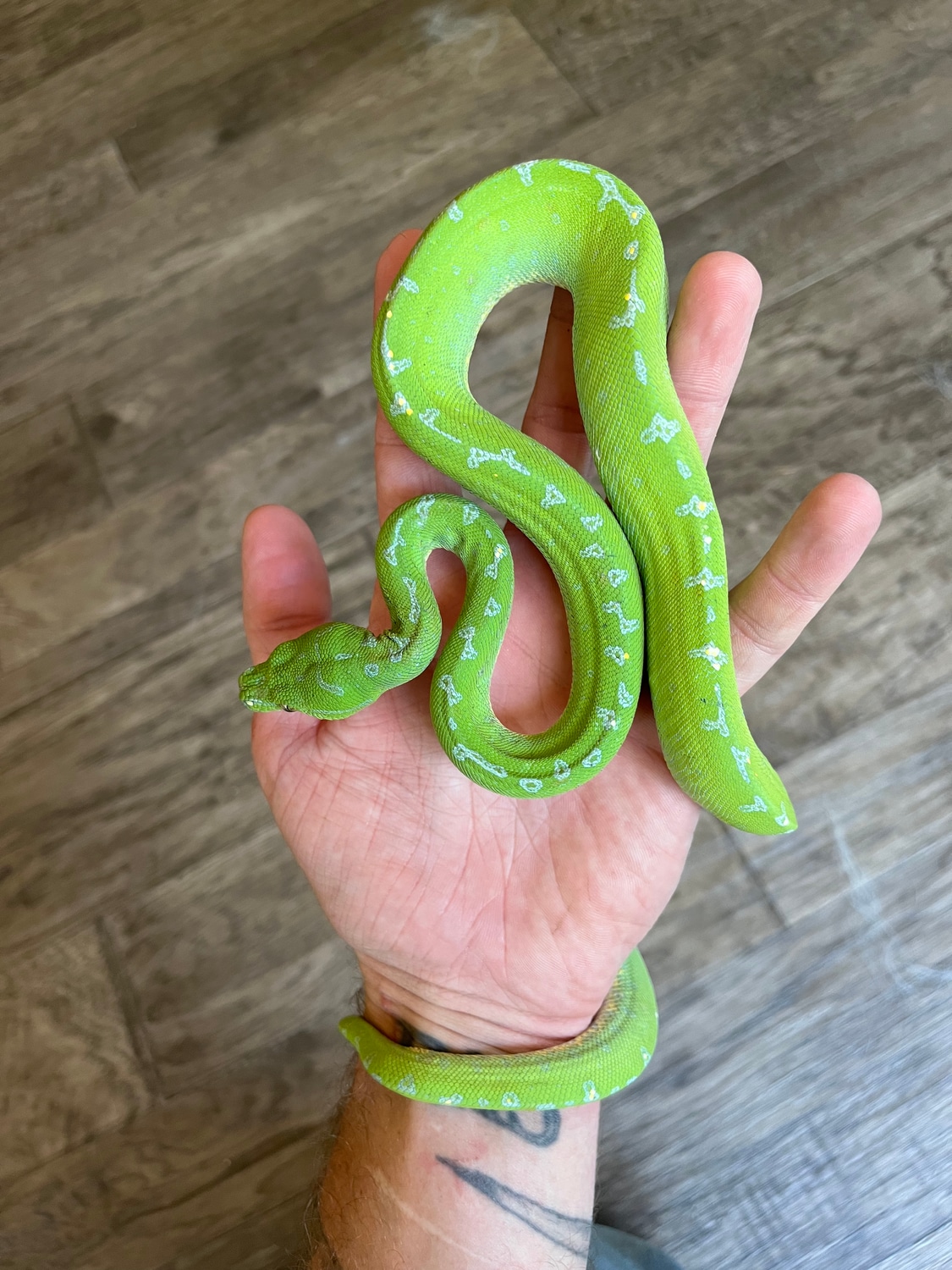 Manokwari - Exceptional Female Green Tree Python by Mike's Exotics ...