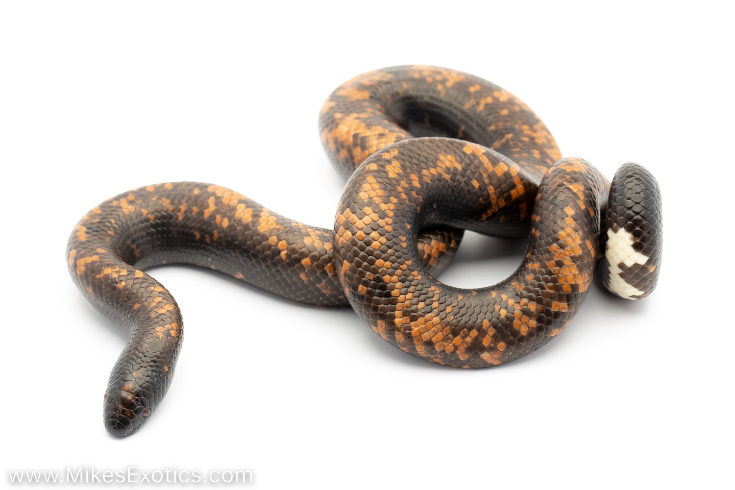 Calabar Burrowing Python - Established Male More Python by Mike's ...