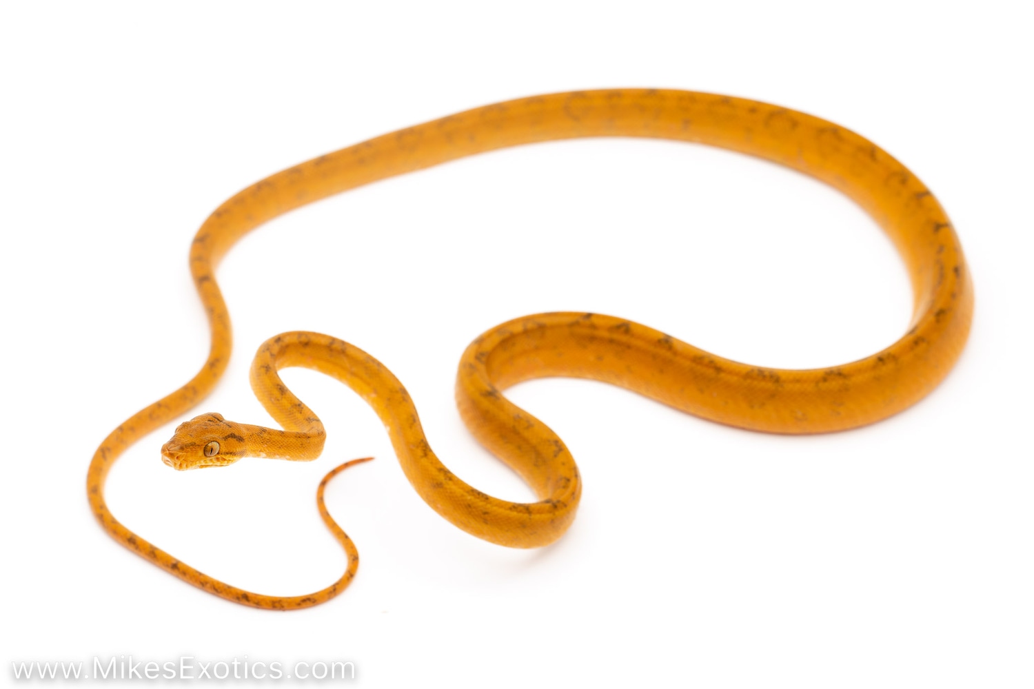 Orange Amazon Tree Boa by Mike's Exotics MorphMarket