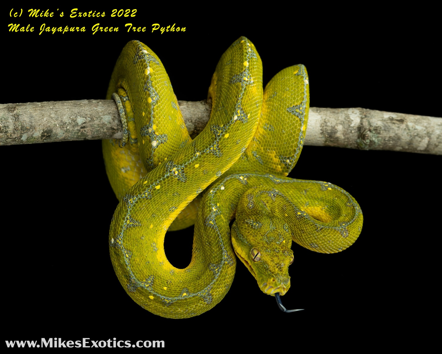 Jayapura - Lots Of Blue Coming In!!! Green Tree Python by Mike's ...