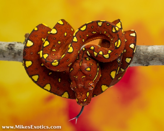 Red Biak Green Tree Python by Mike's Exotics