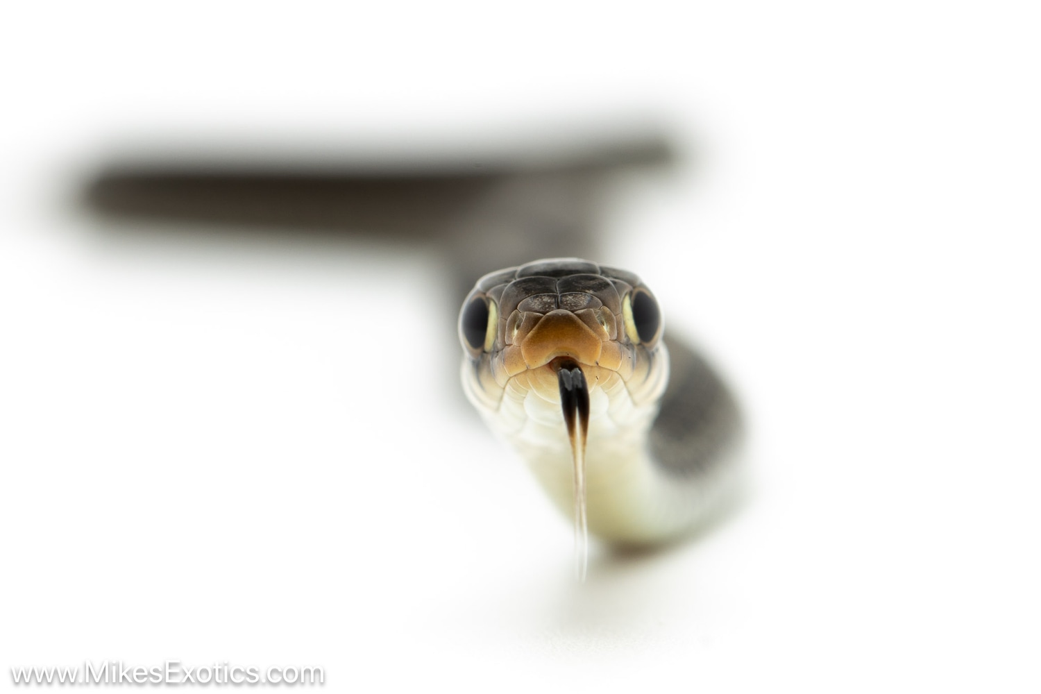 Florida Blue Garter Snake by Mike