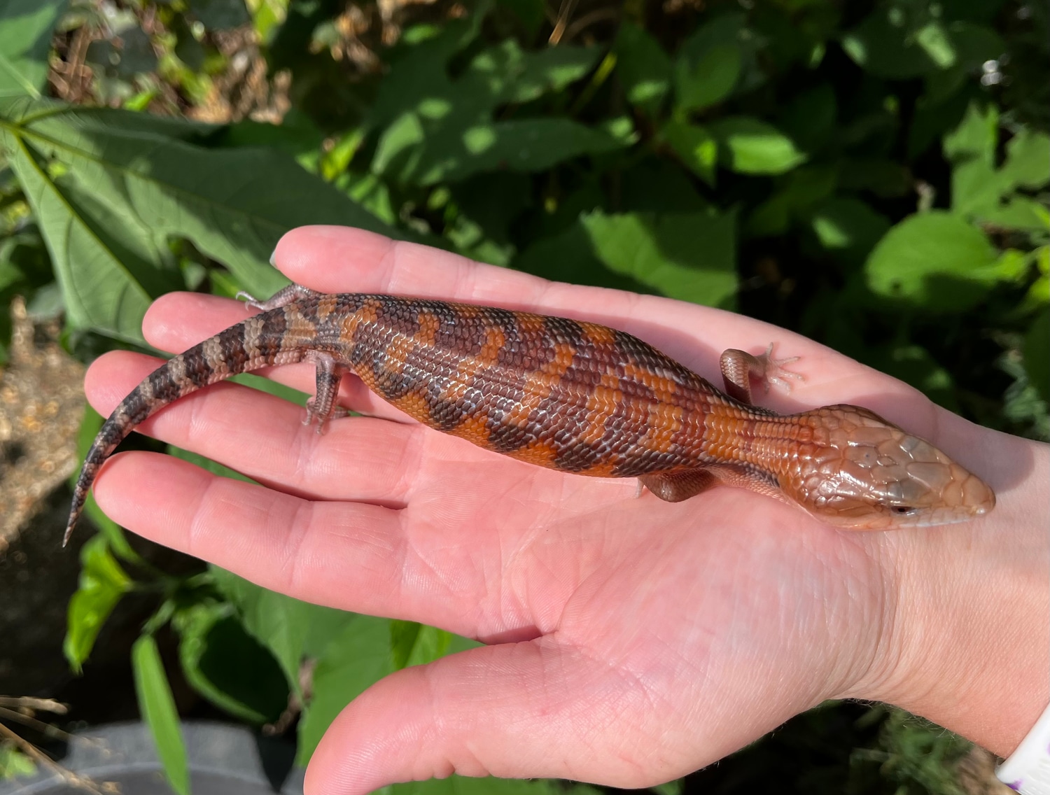 Red Northern Blue Tongue Skink Northern BlueTongued Skink by Mike's Exotics MorphMarket