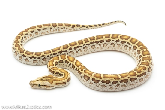 Hypo Burmese Python by Mike’s Exotics