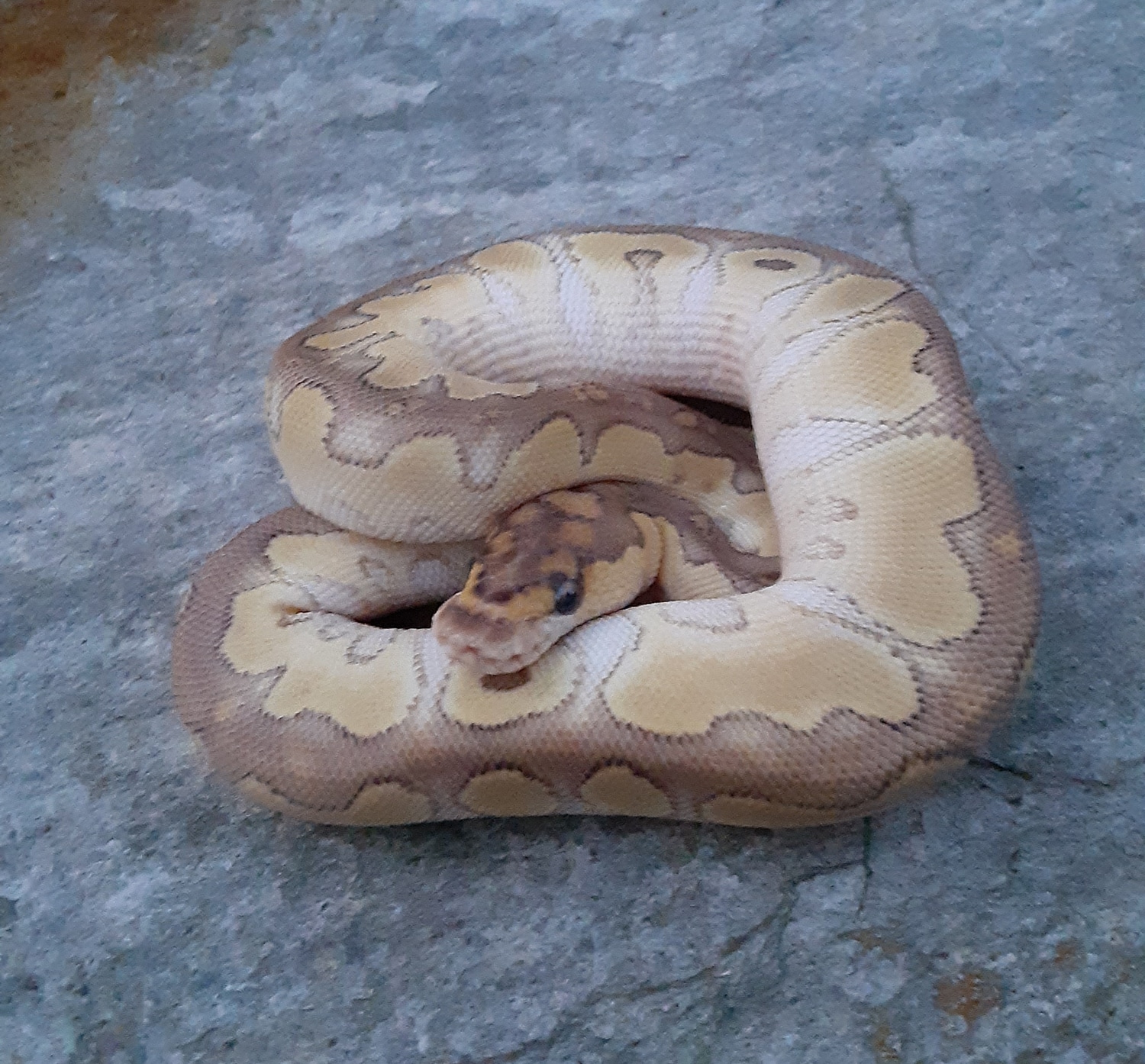 Lesser Clown Ball Python by Mikevee Reptiles - MorphMarket