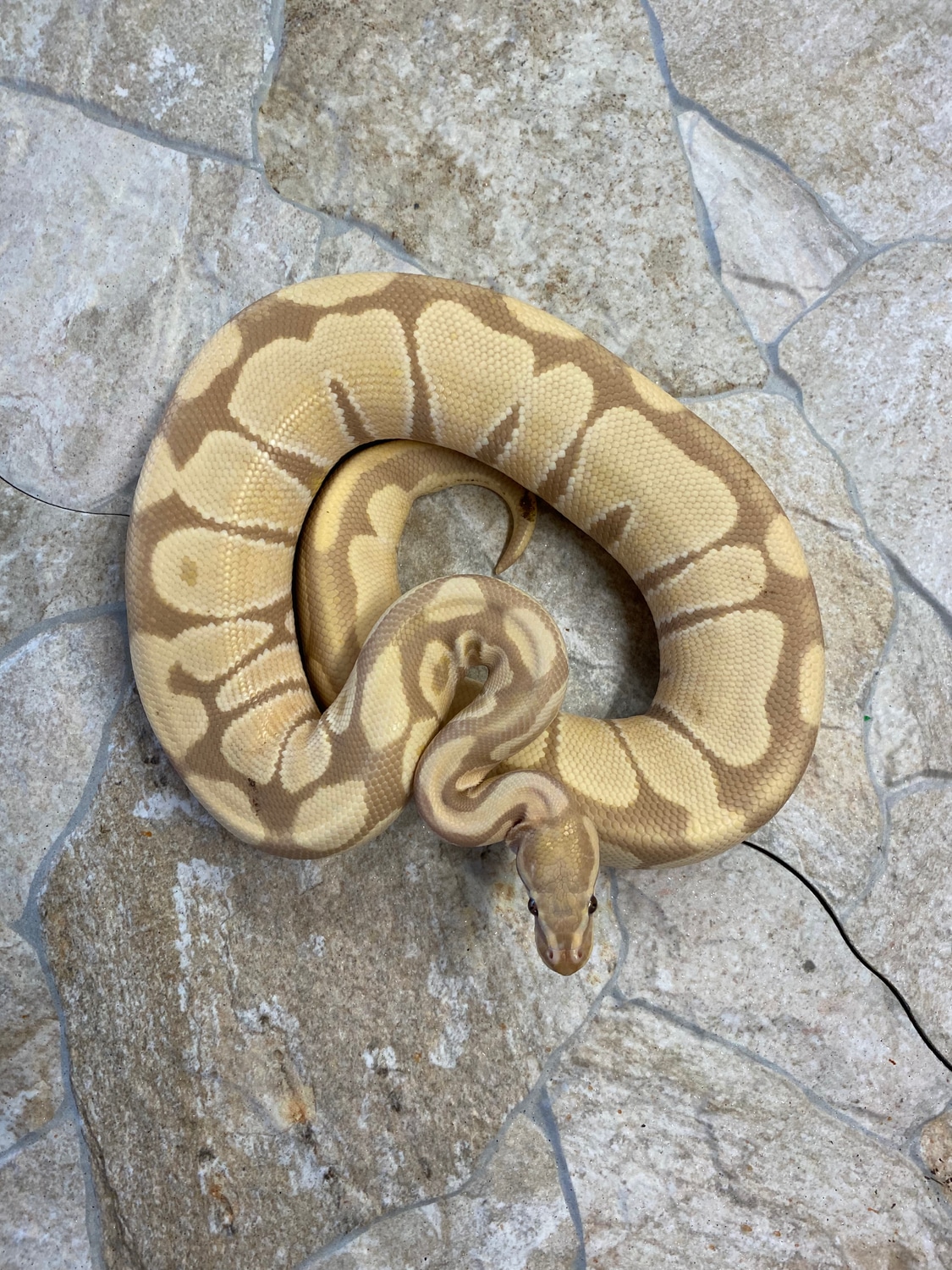 Candy Ball Python by Mikevee Reptiles MorphMarket