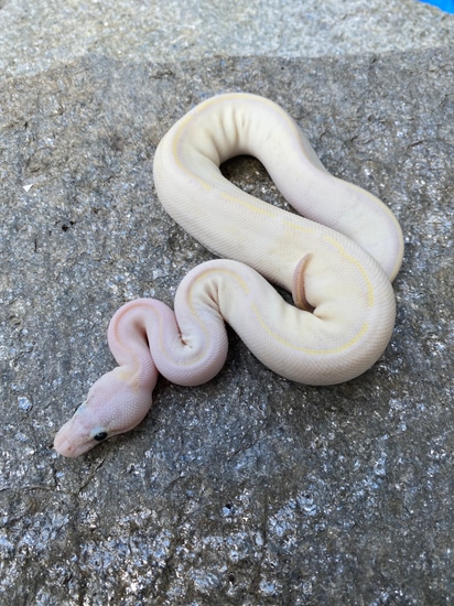 Ivory Moph Ball Python Ivory Ball Python by Mikevee Reptiles
