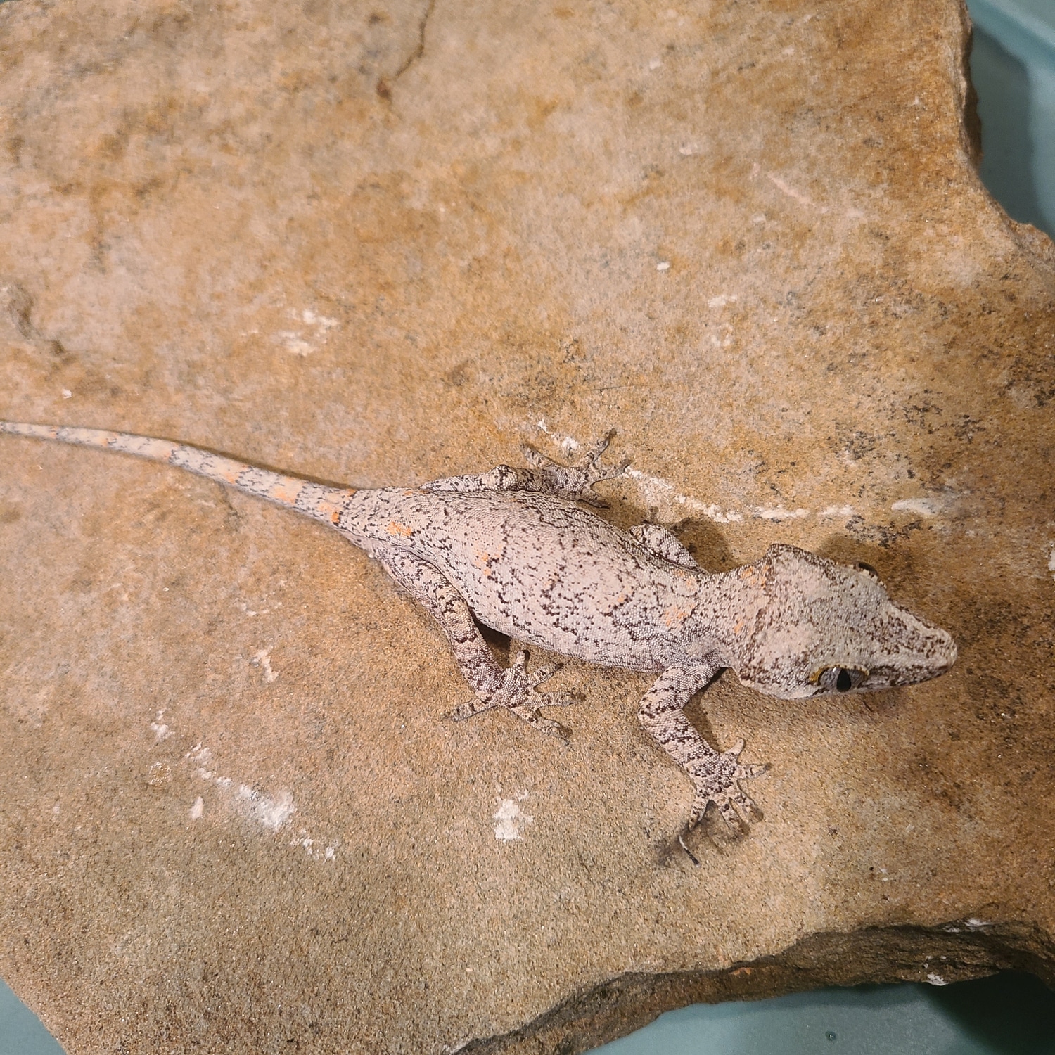 Retic Gargoyle Gecko by Mike Walsh reptiles MorphMarket