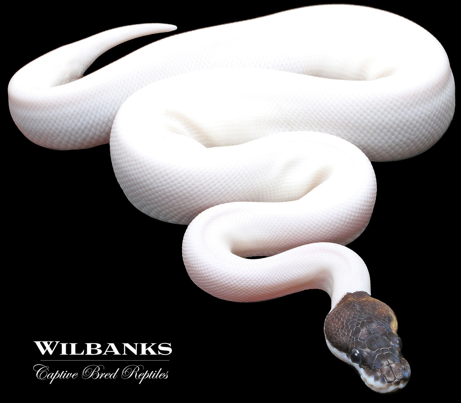 Cinnamon Pied Ball Python by Wilbanks Captive Bred Reptiles - MorphMarket