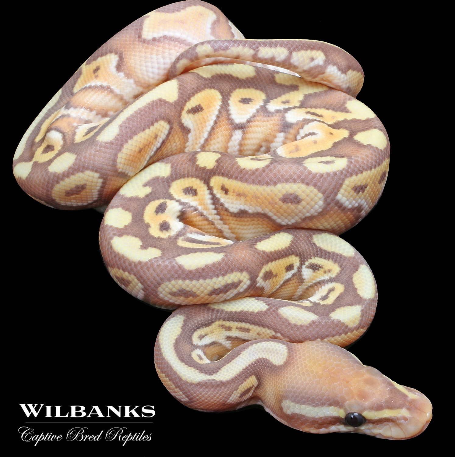Banana Butter Ball Python by Wilbanks Captive Bred Reptiles MorphMarket