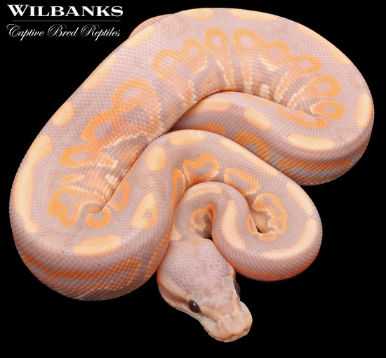 Banana Cinnamon Ball Python by Wilbanks Captive Bred Reptiles MorphMarket