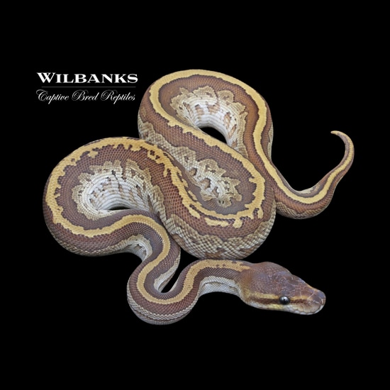 Black Head Jigsaw Ball Python by Wilbanks Captive Bred Reptiles